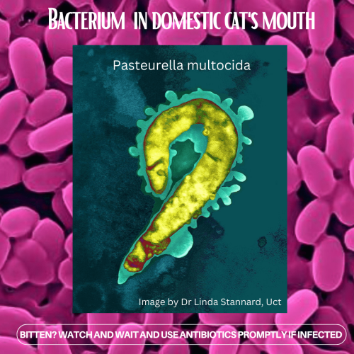 Bacterium is domestic cat's mouth