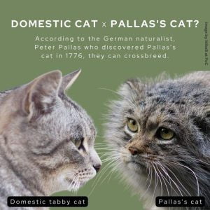 Can Pallas's cat successfully mate with a domestic cat?