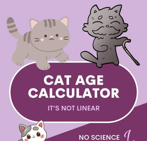 Cat age calculator in an infographic