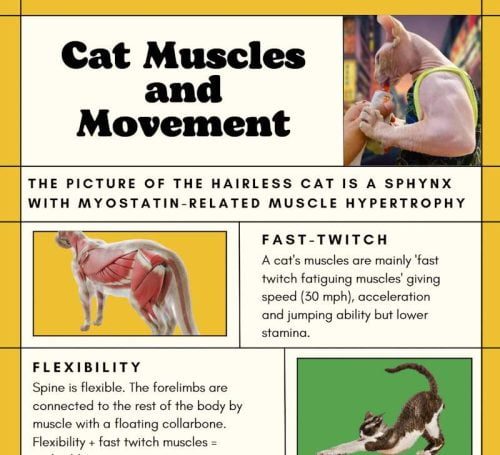 Cat muscles infographic