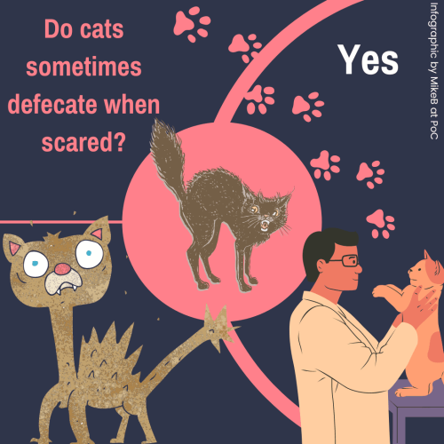 do cats sometimes defecate when scared