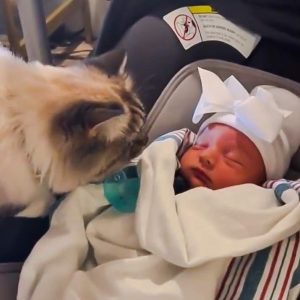 Domestic cat vomits after meeting newborn baby for the first time