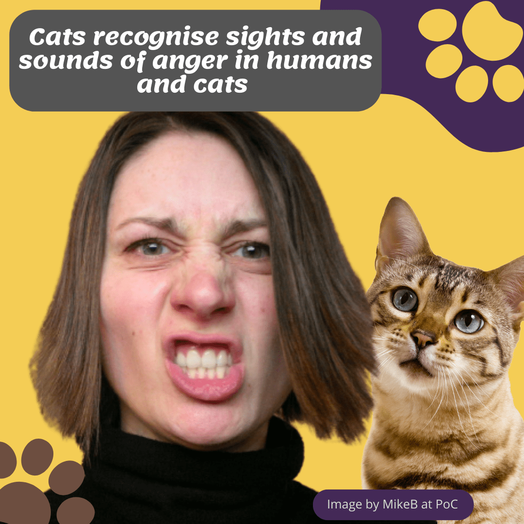 Domestic cats recognise human emotions from sound and appearance