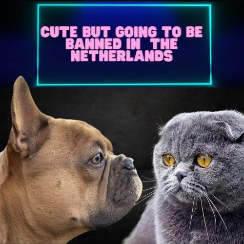 Flat-faced dogs and cats with folded ears to be banned in NL