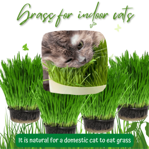Grass for indoor cats to add fibre to their diet and some folic acid plus fun in eating it