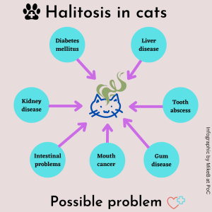 Halitosis in cats possible problems