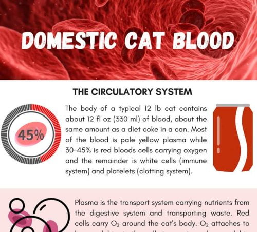Infographic on domestic cat blood