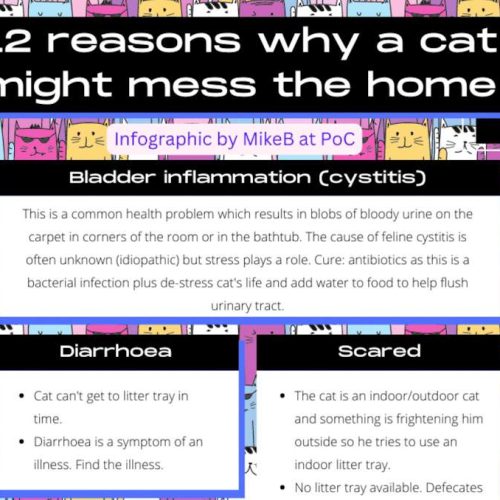 Infographic on 12 reasons why a cat might mess their home
