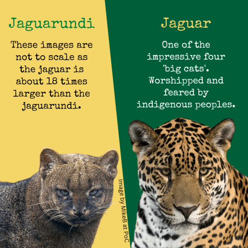 Jaguarundi compared to Jaguar