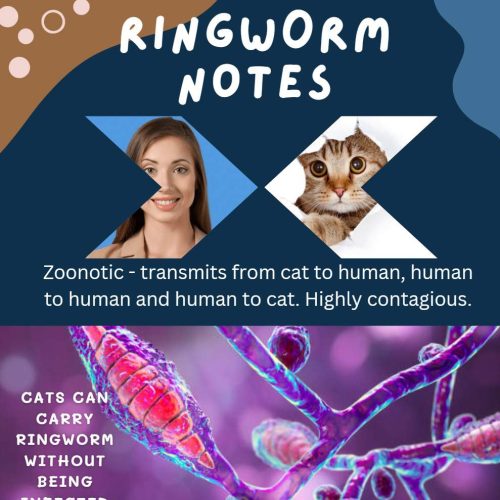 Ringworm notes in an infographic