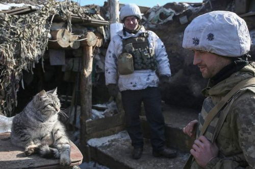 Ukrainian military in hundreds or thousands of miles of trenches employ cats to kill the rodents