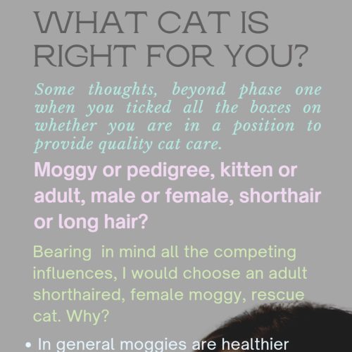 What cat is right for you?