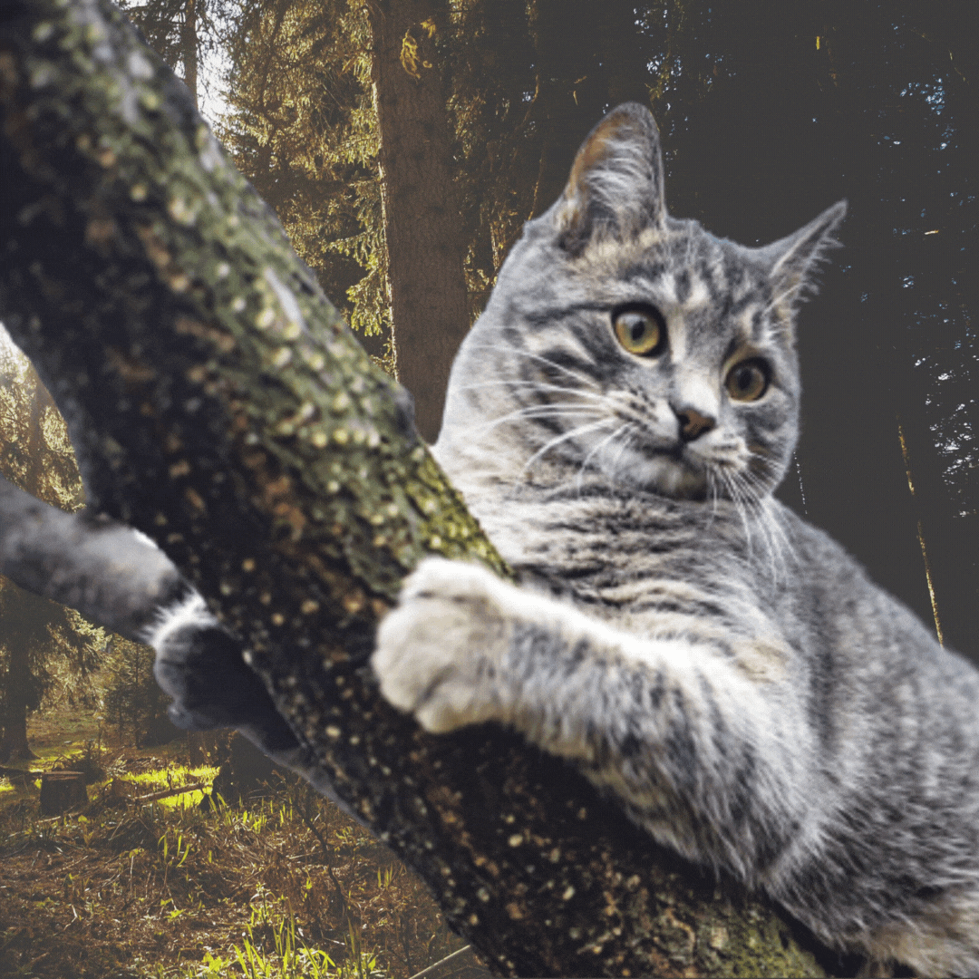 Why do cats get stuck up trees? They might not be. – PoC