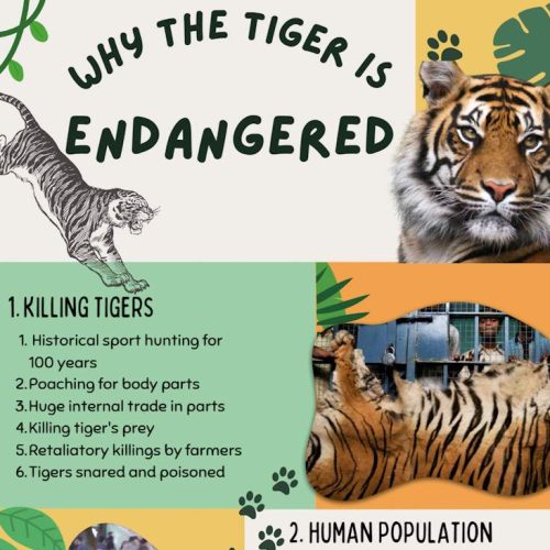 Why the tiger is endangered in an infographic