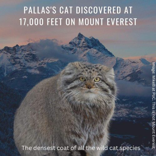Pallas's cat discovered at 17,000 feet on Mount Everest