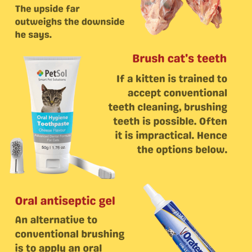 Routine care for a cat's teeth and gums