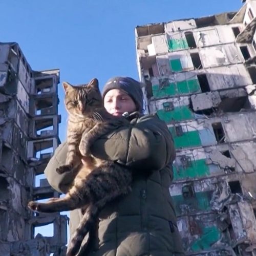 11-year-old girl feeds abandoned cats in devastated Ukraine