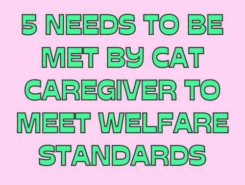 5 needs to be met by cat caregivers