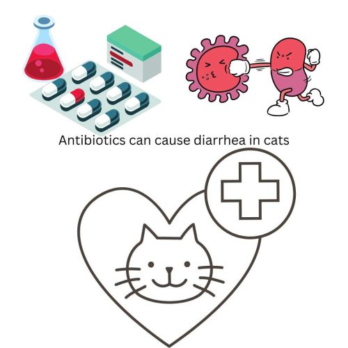 Antibiotics can cause diarrhea in cats