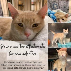 Bruno - a shelter cat - was too affectionate for his first-time adopters