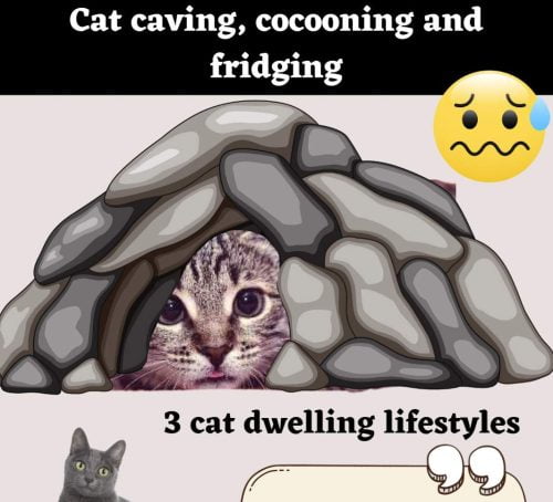 Cat caving, cocooning and fridging