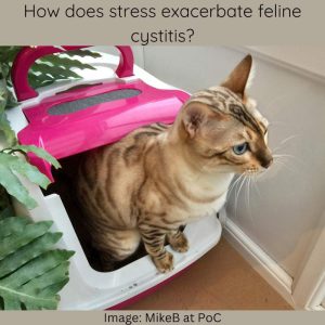 How does stress exacerbate feline cystitis