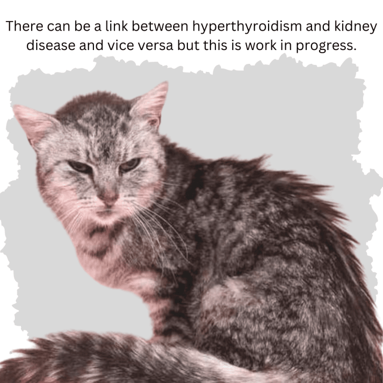 Hyperthyroidism in cats can potentially lead to kidney disease, although the relationship between the two conditions is not fully understood