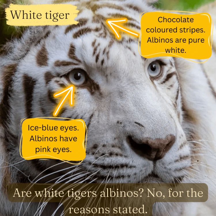 White tigers are no albino tigers