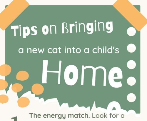 Infographic on 5 tips about introducing a new cat to a kid's home
