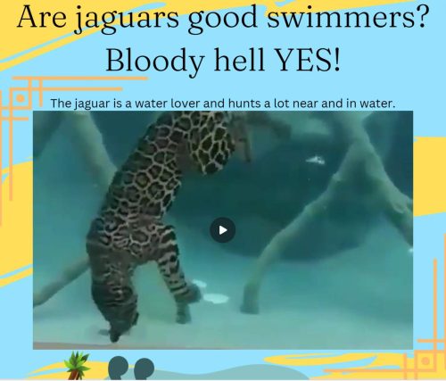 Jaguars are excellent swimmers