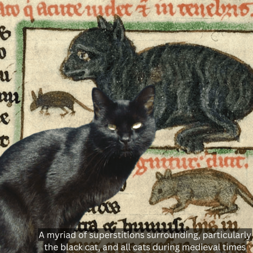 Superstition surrounded medieval cats of all kinds in European medieval times.