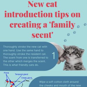New cat introduction tips in an infographic