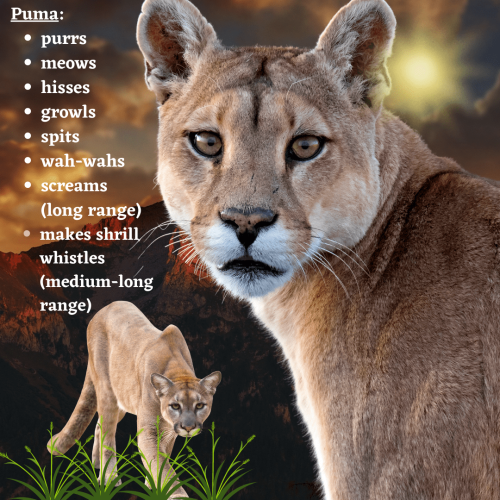 Puma vocalisations listed in an infographic
