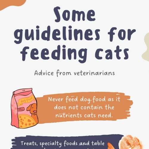 Some guidelines from vets on feeding cats in an infographic