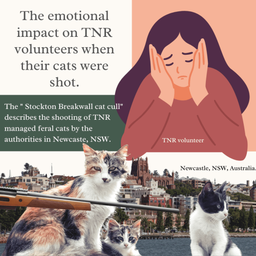 The emotional impact on TNR workers when their cats were shot in Newcastle, NSW, Australia