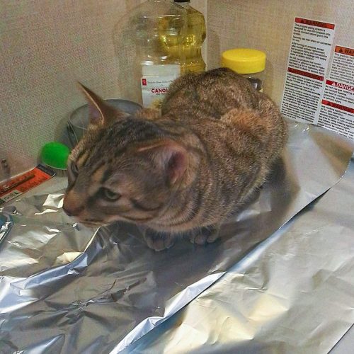 The sound and appearance of tin foil does not affect all domestic cats