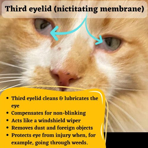 Third eyelid in cats