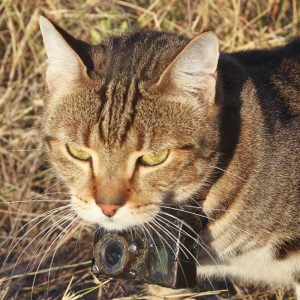 Study on the hunting success rate of feral cats in Australia