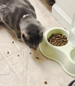 Cat drags dry food pellets from their bowl and eats them outside their bowl