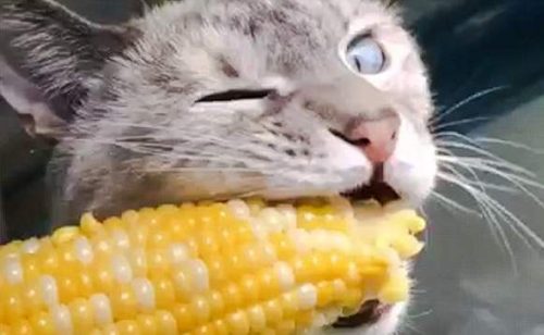 Cat eats corn on the cob like a human
