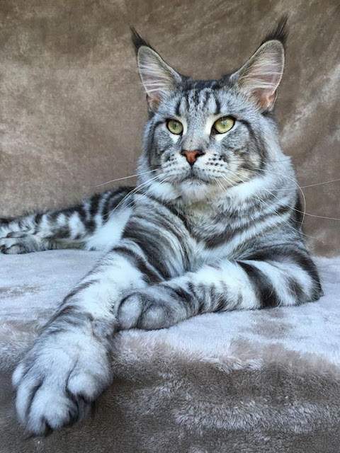 Maine Coon with a hint of tiger