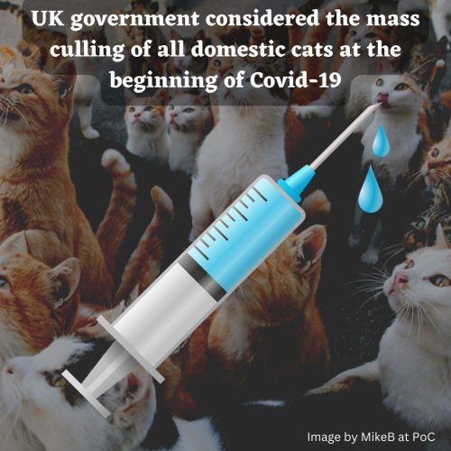 Mass culling of domestic cats debated by British government in early days of pandemic