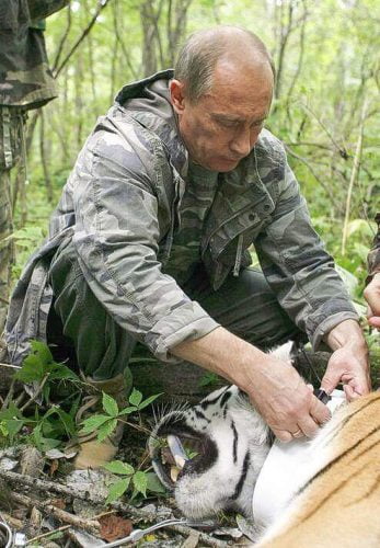 Putin fits a tracker to the over tranquillised Siberian tiger that died when returned to a zoo