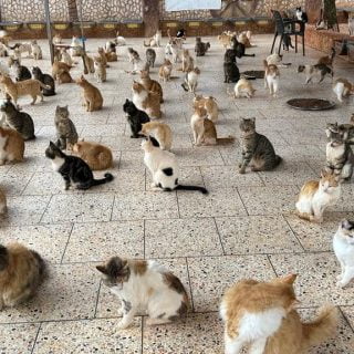 Rescue cats enjoy their personal space at Ernesto's Sanctuary in Syria