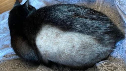 Shaved cat example