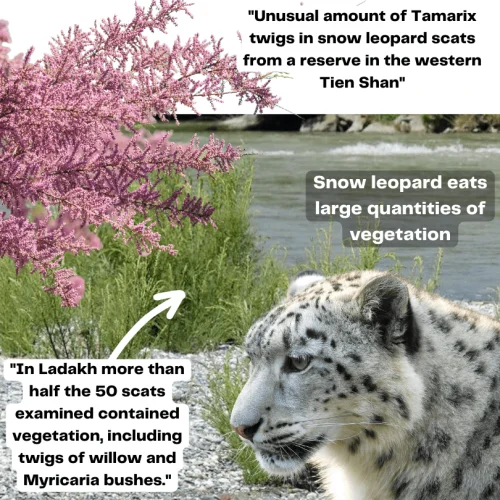Snow leopard eats a large quantity of vegetation