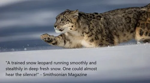Snow leopard moving efficiently and silently through deep snow
