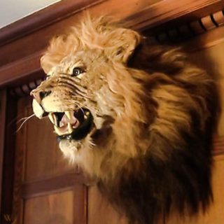 A stuffed lion head on a wall somewhere that was once a trophy and ended up being for sale online