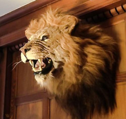 A stuffed lion head on a wall somewhere that was once a trophy and ended up being for sale online