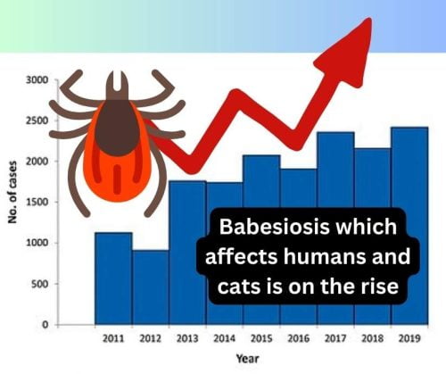 Babesiosis on the rise in the United States